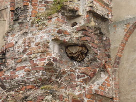 Birede i Schloss Güstrow Birede i Schloss Güstrow